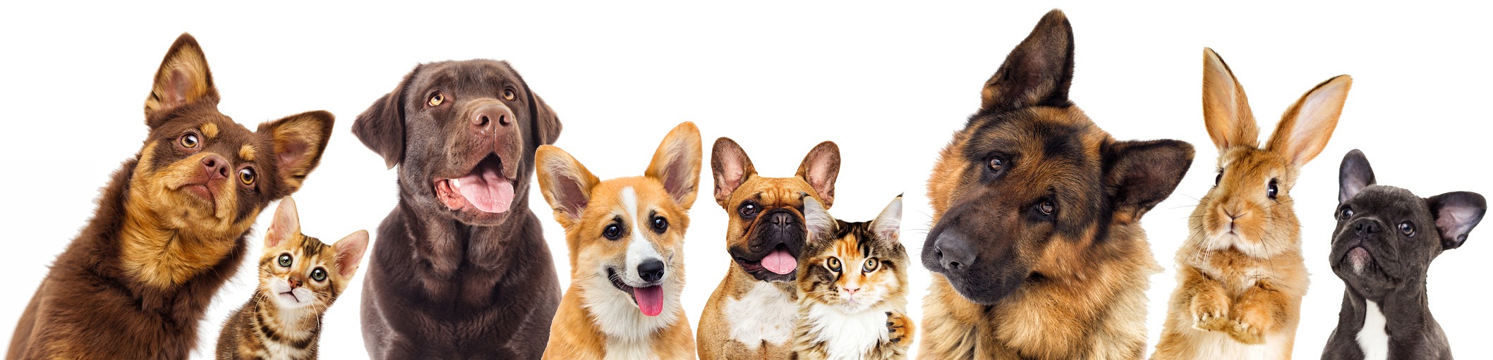 set of animals on a white background