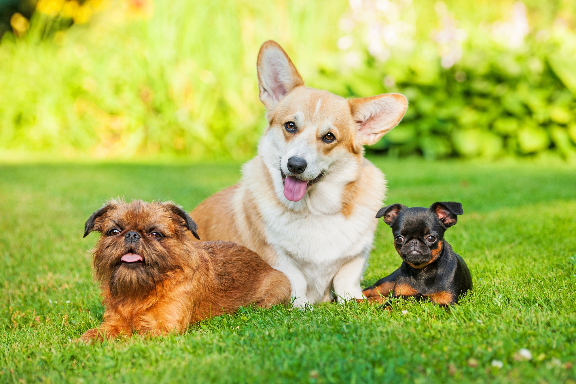 Three little dogs sitting outdoors. Pembroke welsh corgi ,petit brabancon puppy, brussels griffon dog.