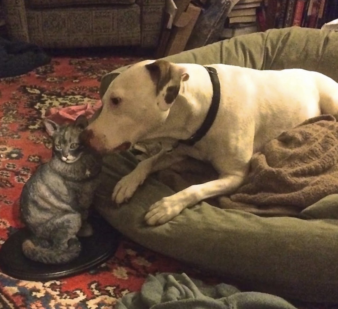 Dog and cat