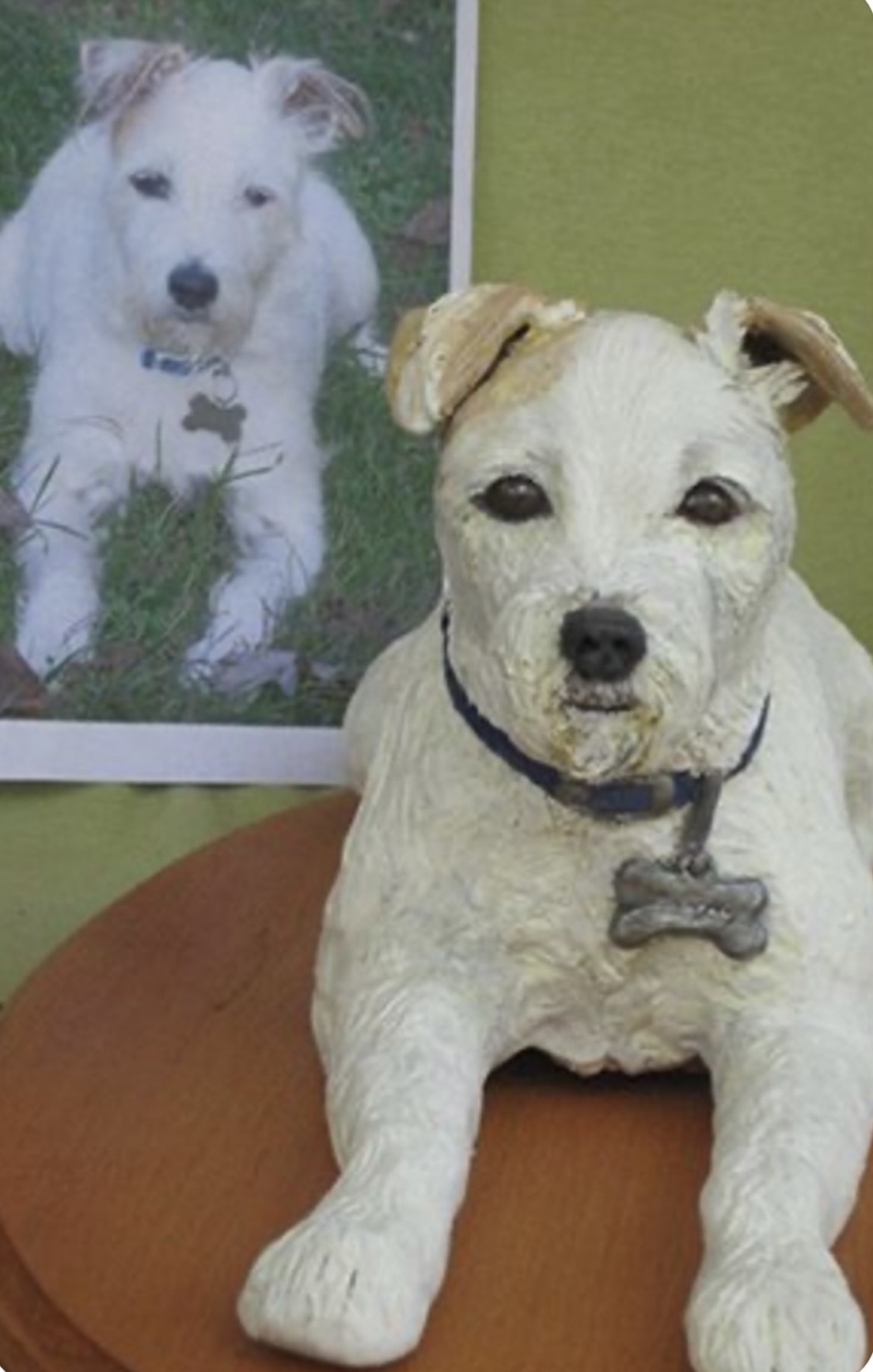 White dog with blue collar