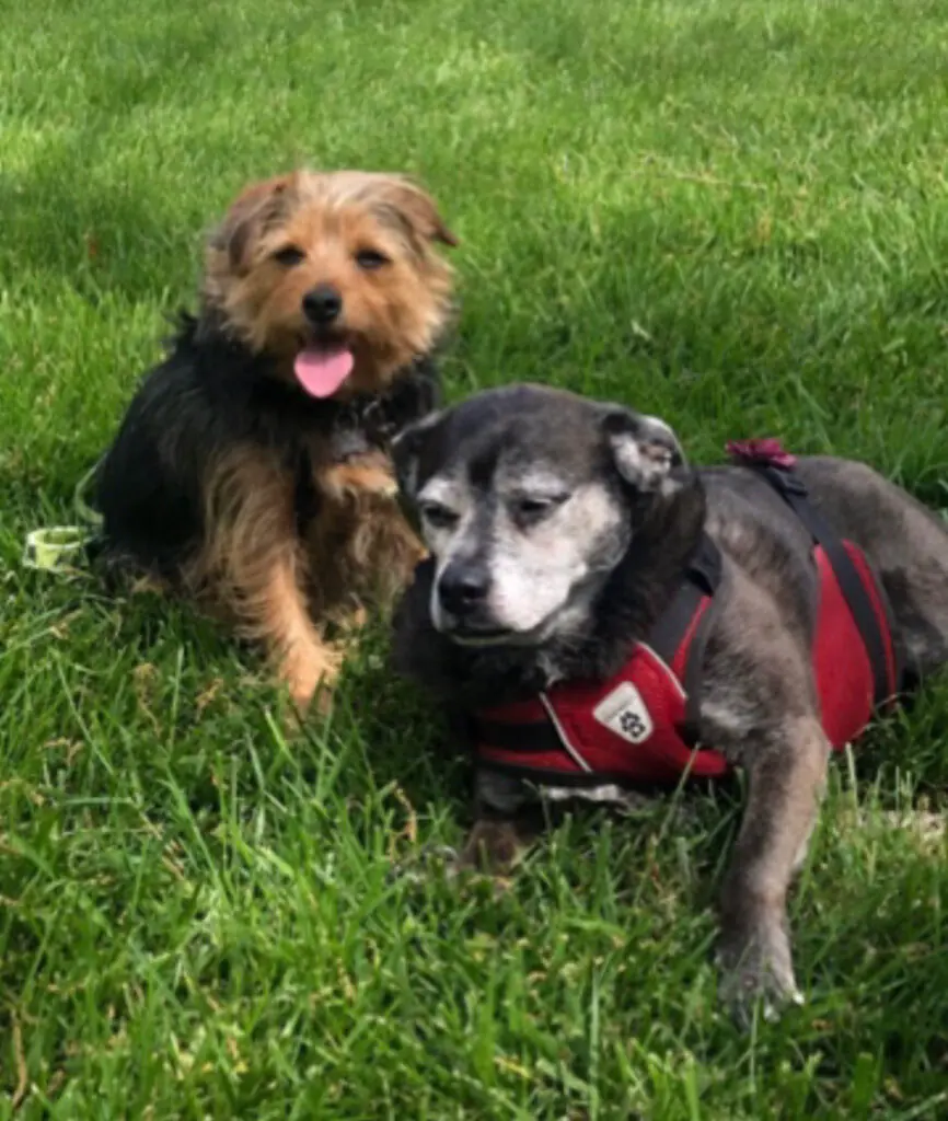 Two dogs sitting on green grass